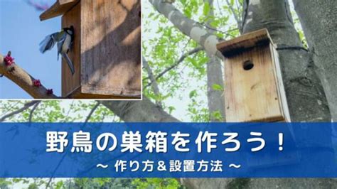 鳥 庭|庭に野鳥を呼ぼう！！